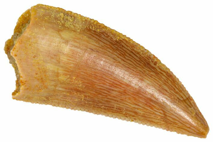 Serrated Raptor Tooth - Real Dinosaur Tooth #361013